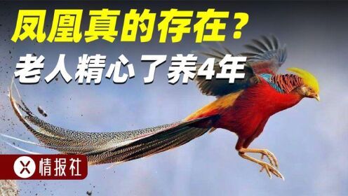 老人精心养了4年“凤凰”，最后发现竟然是“牢底坐穿鸟”？