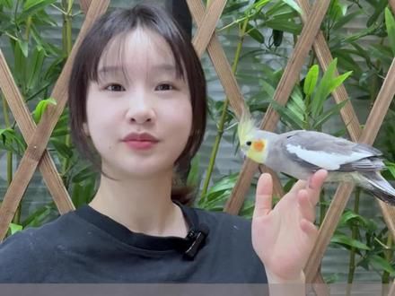 如何训练虎皮鹦鹉上手 #知识科普 #科学喂养 #训鸟 #训鸟师