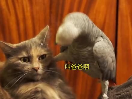 #鹦鹉#动物科普#神奇的动物在抖音鹦鹉界的智力天花板，灰鹦鹉#灰鹦鹉 #鹦鹉 #动物科普 #神奇的动物在抖音