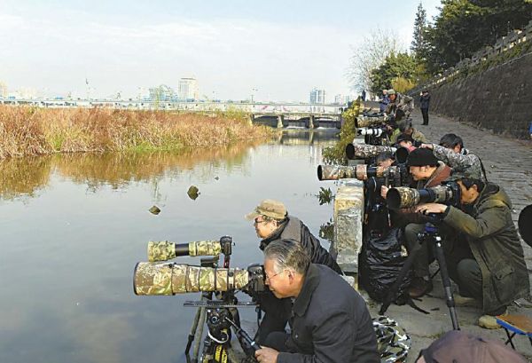 观鸟经济小众爱好蕴藏千亿元产业价值「相关图片」
