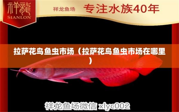 拉萨花鸟鱼虫市场（拉萨花鸟鱼虫市场在哪里） 观赏鱼水族批发市场