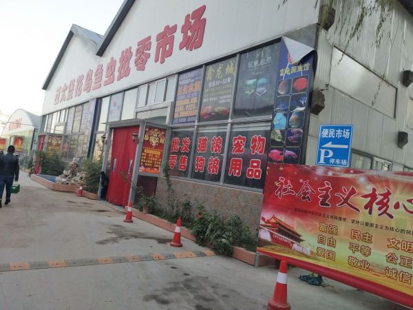 太原花鸟市场