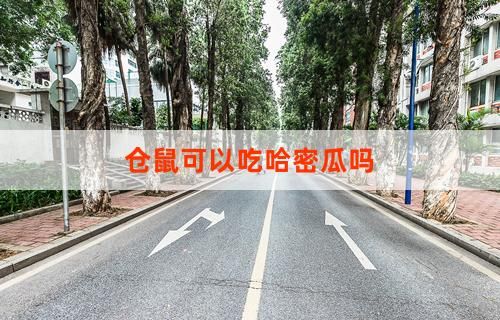 仓鼠可以吃哈密瓜吗