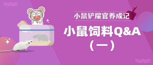 小鼠饲料怎么选