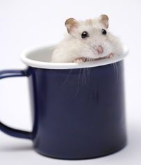 如何选择适合小白宠物的食品？小白鼠、仓鼠、兔子等