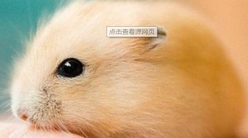 如何选择适合小白宠物的食品？小白鼠、仓鼠、兔子等