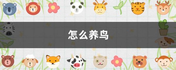 怎么养鸟