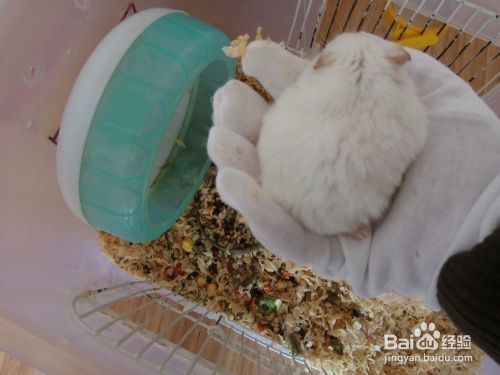如何打扫仓鼠整理箱