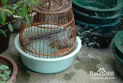 养鸟的注意事项