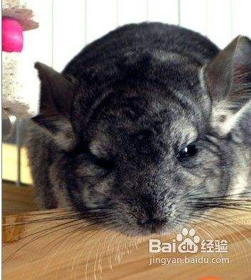 教你如何帮助宠物龙猫洗澡
