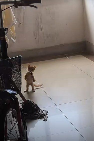 楼道里看到一只小猫猫