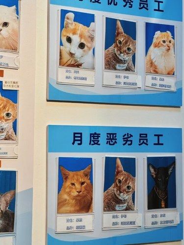 Hhhh 被这家猫咖笑死