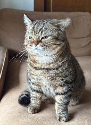 送去猫咖打工被退回…