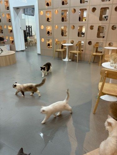 店里猫咪超治愈