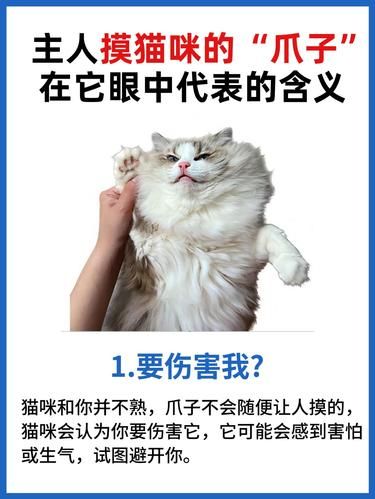 猫咪的爪子，你摸了是在挑衅它？