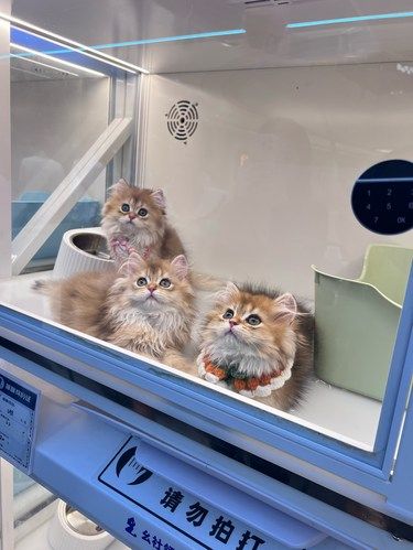 合生汇四楼有好多小奶猫！！！