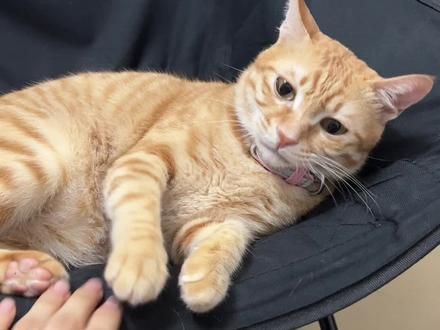当我两个手同时放在它的椅子上，它直接宕机了 #橘猫 #宕机猫 #专一