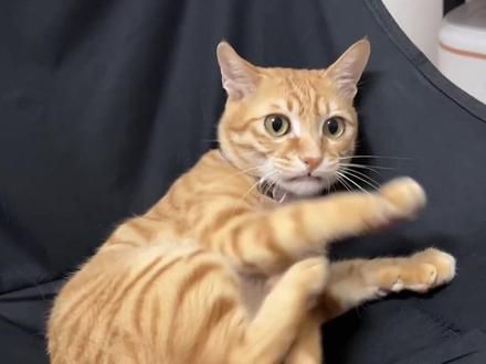 菠萝头：不是？你会说话啊？ #橘猫