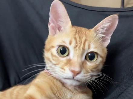 我看菠萝头也风韵犹存啊#橘猫 #佤写不来情歌 #这猫有点上头
