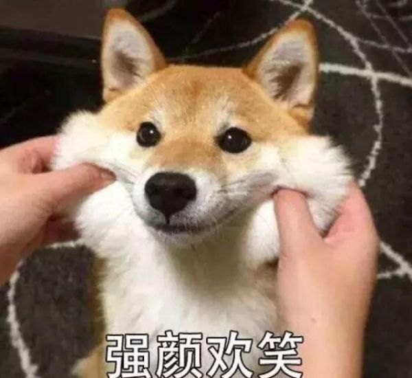 宠物出现哪些不对劲行为，主人需要带它及时就医检查呢