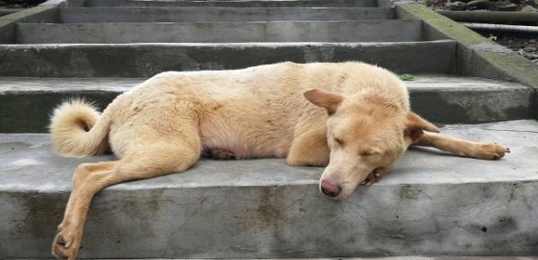 宠物出现哪些不对劲行为，主人需要带它及时就医检查呢