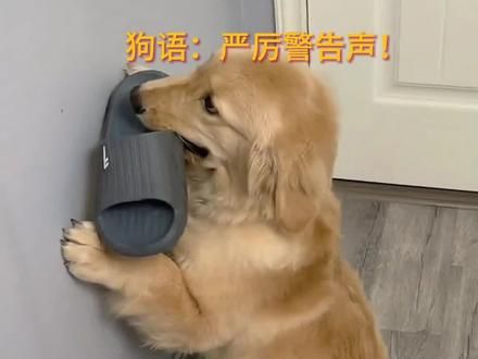 #狗狗的心思都写在脸上了 #养狗经验分享 #有灵性的狗狗 #科学养宠攻略