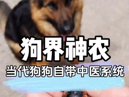 不愧是中华田园犬,一出生就自带中医系统 #狗子成精了 #狗子特异功能 #这操作都看傻了