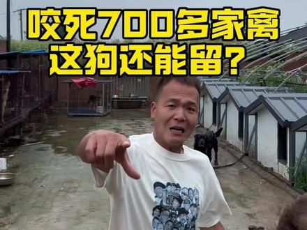 狗崽子到时候咋整呢? #潘宏爱玩狗 #养狗经验分享 #动物的迷惑行为 #狗狗 #抖音萌宠
