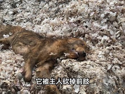 被殴打致昏死的金毛,在紧急抢救后恢复意识,无助的双眼充满泪水 #流浪狗 #金毛 #救助