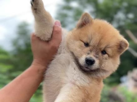 #中华田园犬 #极品小狗 #四眼狗 #五黑犬 #土松犬 这应该是大多数人心中比较完美的田园犬了,主打一个陪伴颜值高。
