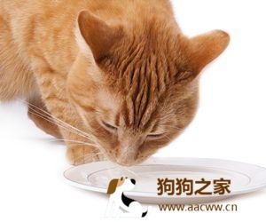 猫咪饮食