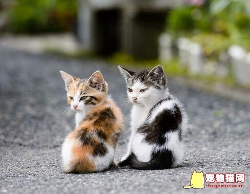 夏季养猫
