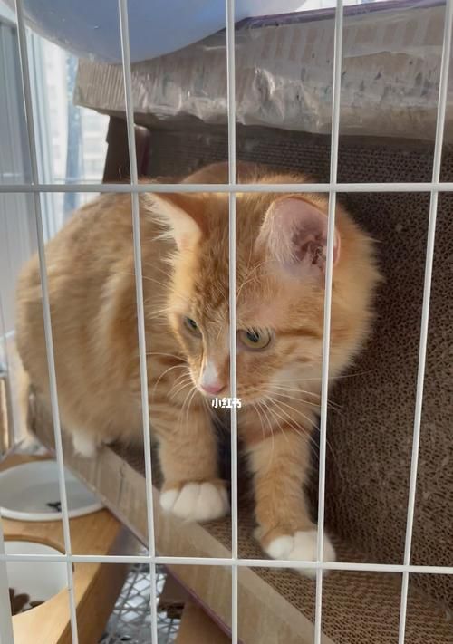 宠物猫为什么会变哑巴（探究猫咪的饮食习惯及其他导致哑巴的原因）