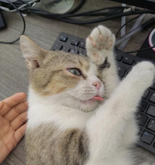 宠物猫为什么会变哑巴（探究猫咪的饮食习惯及其他导致哑巴的原因）