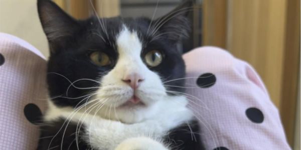 宠物猫为什么会变哑巴（探究猫咪的饮食习惯及其他导致哑巴的原因）