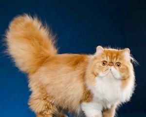 英国长毛猫的饮食习惯（宠物的最爱与养生）