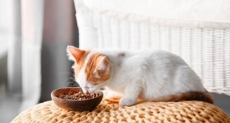 夏天猫咪不吃东西（如何让宠物猫在炎热的夏天保持健康的饮食习惯）