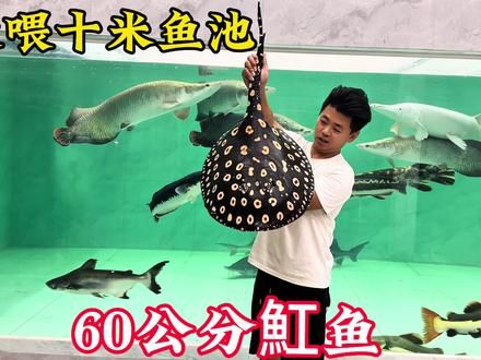 投喂十米鱼池，奢侈一下#巨骨舌鱼 #养鱼日记 #鱼缸 #观赏鱼 #龙龙猛鱼工作室