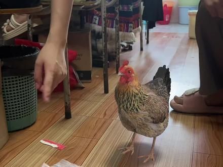 室友从老家带了只鸡过来养 还让我们集资买了个碗喂鸡 养到毕业当毕业礼物炖汤喝#宿舍养鸡 #再也不担心鸡跑到别的地方生蛋了 #咕咕鸡 #好有灵性的大公鸡 #养鸡