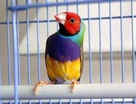 七彩文鸟的养殖方法
