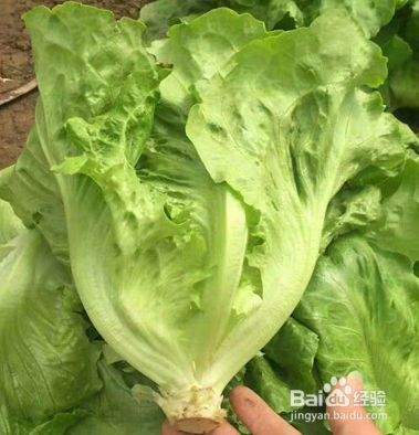 牡丹鹦鹉的主要食物有哪些？