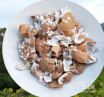 牡丹鹦鹉的主要食物有哪些？