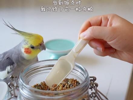 当鹦鹉用餐时，我只给了它一颗鸟粮！它的反应是… #玄凤鹦鹉 #萌宠