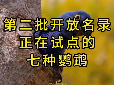 第二批开放名录试点的七种鹦鹉 快看看有你喜欢的吗#鹦鹉 #鹦鹉小白 #萌宠 #萌宠出道计划 #鹦鹉鹦鹉萌萌哒逗鹦鹉