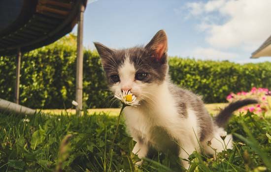 母狸花猫为什么脸那么小 母猫发腮效果不明显