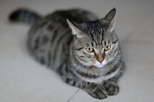 狸花猫不吃饭怎么办