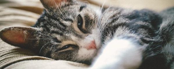 狸花猫怎么养才亲人