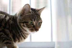 给狸花猫做绝育注意什么