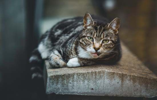 狸花猫为什么一直不停的叫 情绪紧张