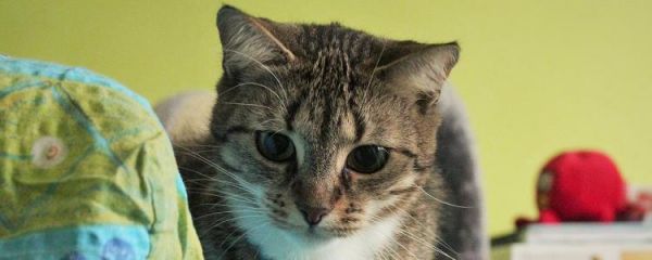 英短蓝猫尾巴一环一环的